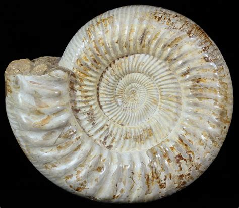 Large 84 Ammonite Perisphinctes Fossil Jurassic For Sale 51687