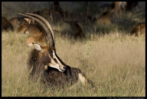 Photograph By Philip Greenspun Sable Antelope 03