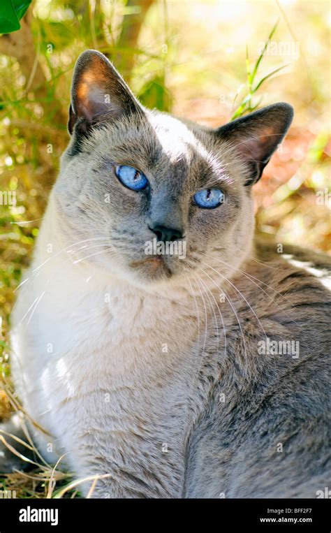 Siamese Cat Fat Obese Obesity Overweight Blue Point Bluepoint Hi Res