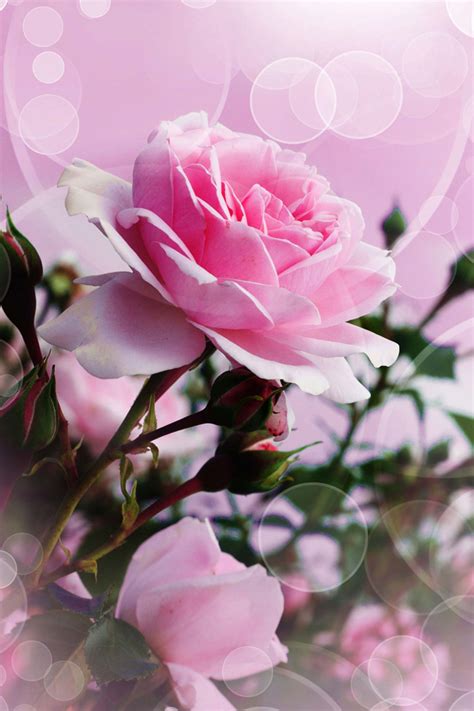 Iphone 6 white roses wallpaper. Pink Rose iPhone Wallpaper HD