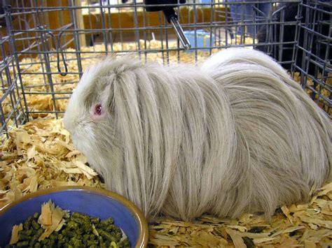 Before purchasing one, it is important to do your research and understand all their needs. List of guinea pig breeds - Wikipedia