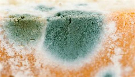 Mold Might Be Causing Your Health Problems Heres How To Tell