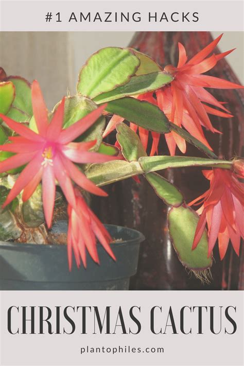 Ensure that your christmas or thanksgiving cactus has excellent drainage. Christmas Cactus Best Care Tips