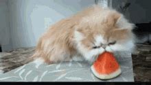 Search, discover and share your favorite water melon gifs. Watermelon Eating Contest Gif GIFs | Tenor