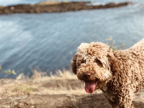 10 Best Water Dog Breeds