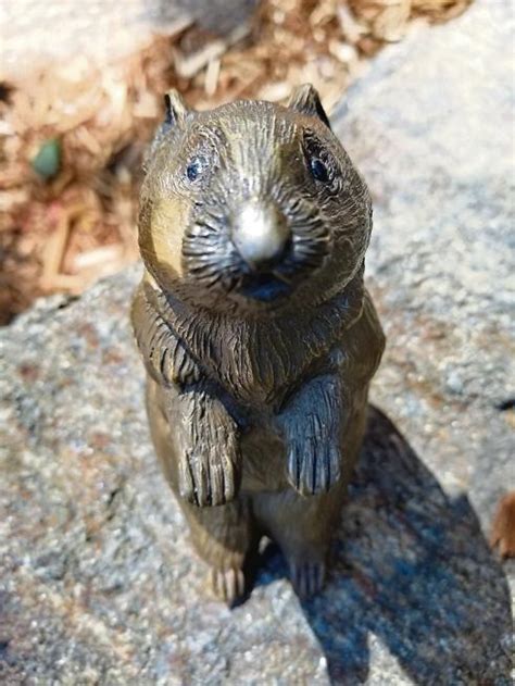 Inside Arts Feature The Story Behind Pikas In The Park Estes Park