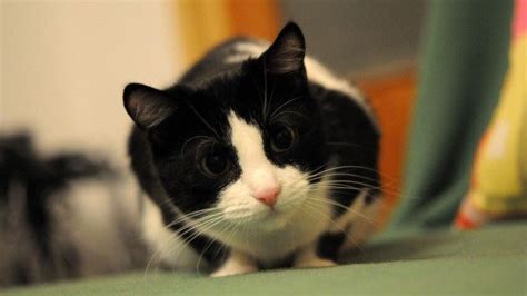 Cute Cuddly Black And White Domestic Cat Hounslow