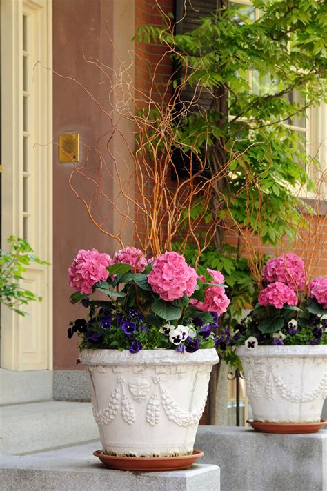 25 Hydrangea Flower Pot And Planter Arrangements Photos