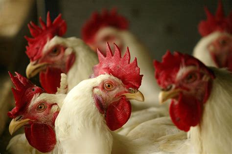 Chicken Producers Warn About Fast Spreading Bird Flu Spreading Across