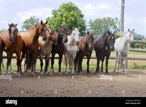 8 Horses Standing In A Row Hi Res Stock Photography And Images Alamy