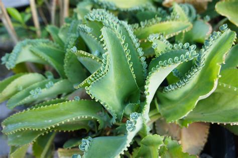 Kalanchoe Daigremontiana Plant Care And Growing Guide
