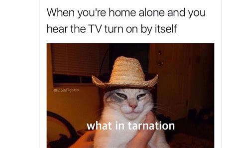 Cat With Cowboy Hat Meme Singing All About Cow Photos