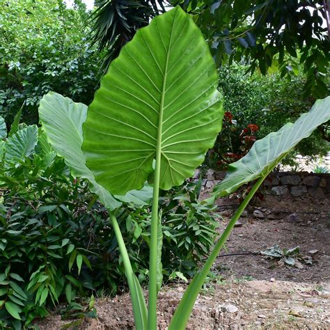It has long dark green leaves with dark gray undersides and maroon stems. Alocasia Odora | Night Fragrant Elephant Ear | Night ...