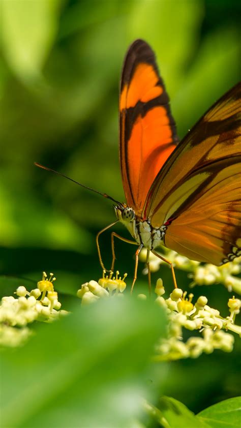 Graceful Butterfly Iphone Wallpaper Idrop News