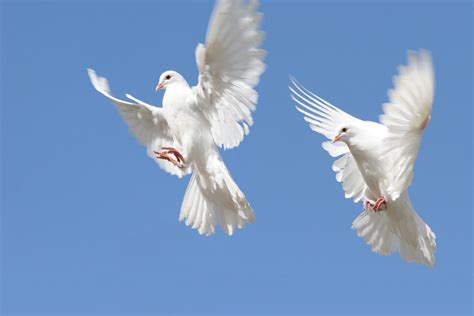 Dove Release For Weddings Dove Hire