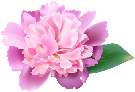 Peonies Clipart Pink Peony Picture 1864766 Peonies Clipart Pink Peony