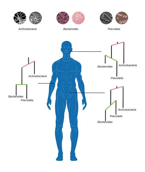 Does learning about the anatomy and physiology of different body systems interest you? Microbes Evolved to Colonize Different Parts of the Human ...