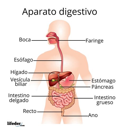 Sistema Digestivo Mind Map