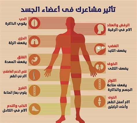 معلومات عن العضلات في جسم الإنسان