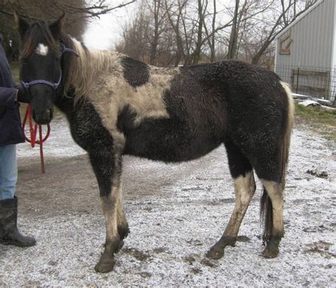 Society For Hooved Animals Rescue And Emergency Muncie