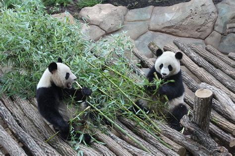 Huan Huan Et Yuan Zi Mangent