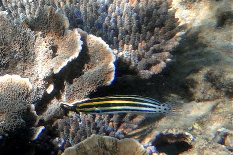 The grammistes blenny or striped blenny has interchanging black and yellow stripes down the length of its compact body. The Striped Fangblenny - Whats That Fish!