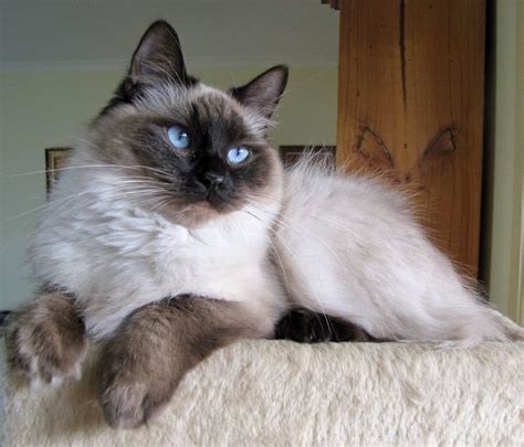 Our Gorgeous Girls Rosecoloured Ragdolls Great Cat Beautiful Cats