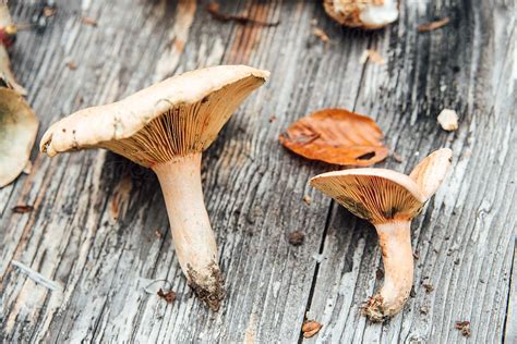 Food Edible Wild Mushroom Lactarius Deliciousus By Stocksy