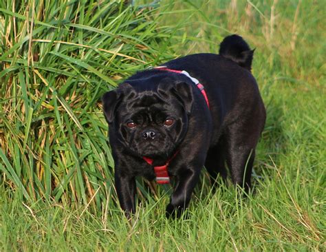 Miniature Pug Pet Ponder