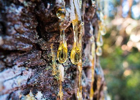 Pine Resin Survival Uses