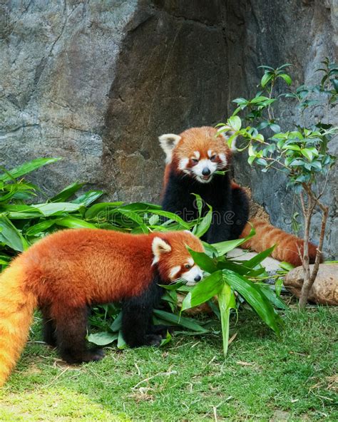 Two Cute Red Pandas Eating Bamboo Stock Photo Image Of Feeding Animal 63352968