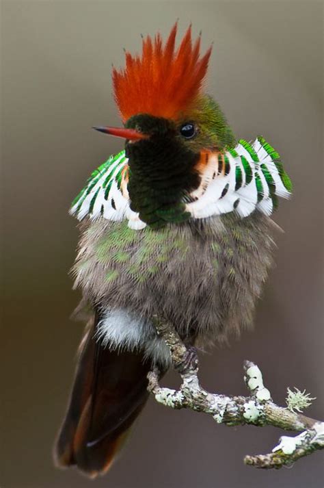 Oh How Absolutely Gorgeous The Frilled Coquette