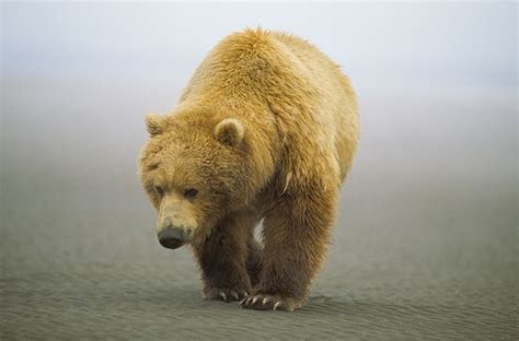 In The Mist Grizzly Bear Photography By Timothy Treadwell Etsy