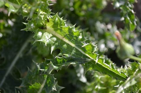 Perennial Sowthistle Is A Broadleaf Weed That Resembles A