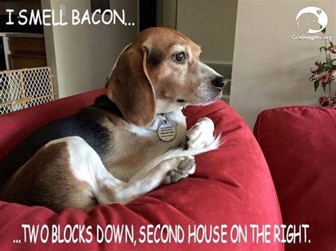 30 Best Beagle Memes Of All Time Page 4 The Paws Art Beagle Beagle