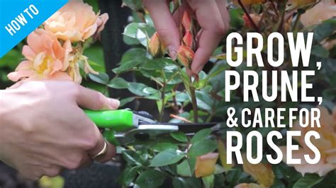 How To Grow Prune And Care For A Rose Bush Youtube