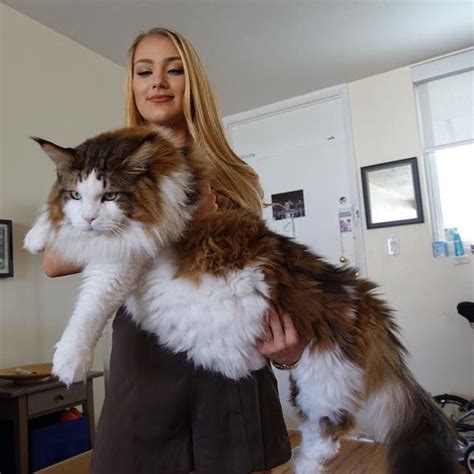 Worlds Biggest House Cat Breed Cat Condo Sg
