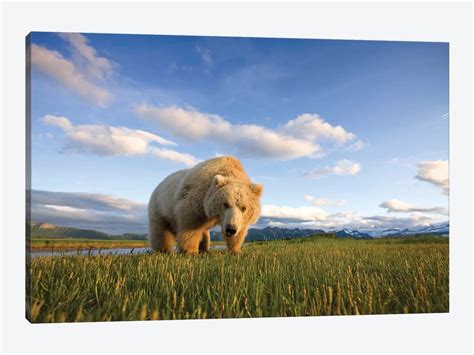 Blonde Grizzly Bear Near Hallo Bay Katmai Nati Paul Souders Icanvas