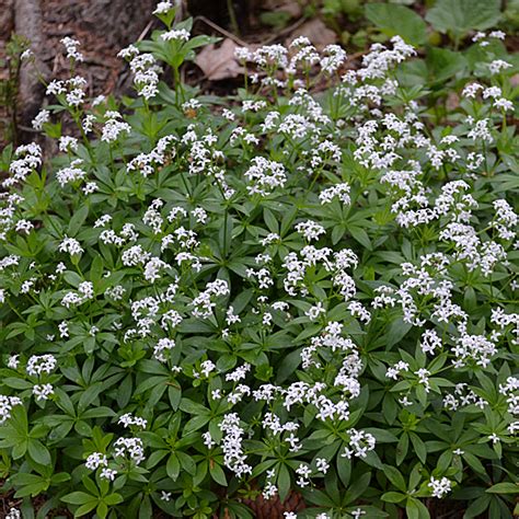 It is just outside our front door, at the base of a spruce tree. Sweet Woodruff (Galium odoratum)
