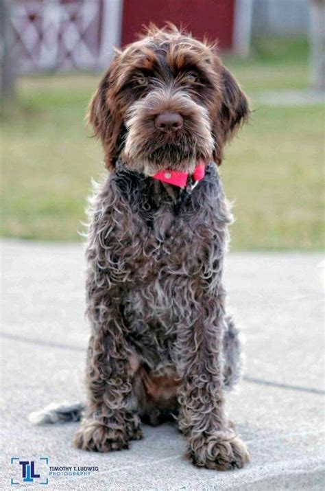 Puppy griffon german wirehaired pointer. Ludwig ~ Wirehaired Pointing Griffon Pup ~ Classic Look ...