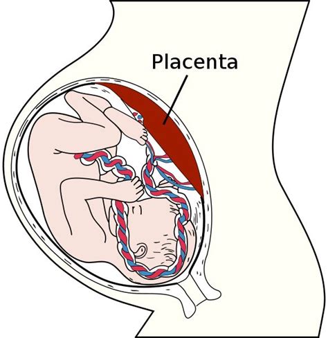 Length Of Pregnancy Influenced By Placenta Structure