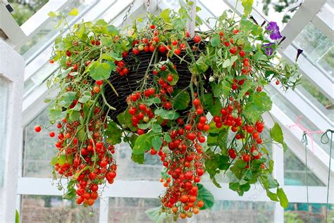 How To Grow Hanging Tomato Plants Plant Instructions