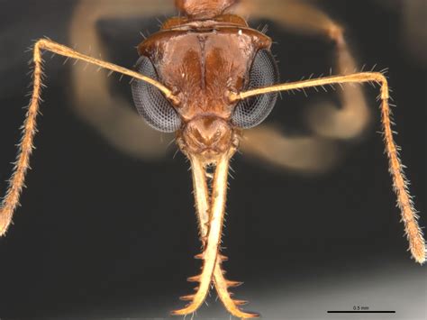 Myrmoteras Cuneonodum Ant Head Under A Microscope Okinawa Institute