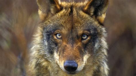 Iberian Wolf Conservation Film An Environment