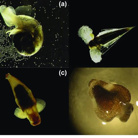 Pdf Pteropods And Climate Off The Antarctic Peninsula