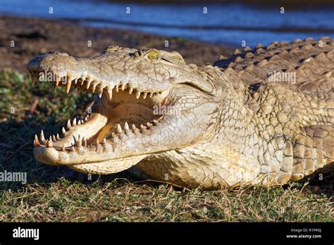 Nile Crocodile Crocodylus Niloticus Gaping Mouth Wide Open For