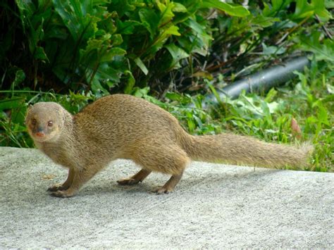 Ferret Like Animal In Hawaii Peepsburghcom