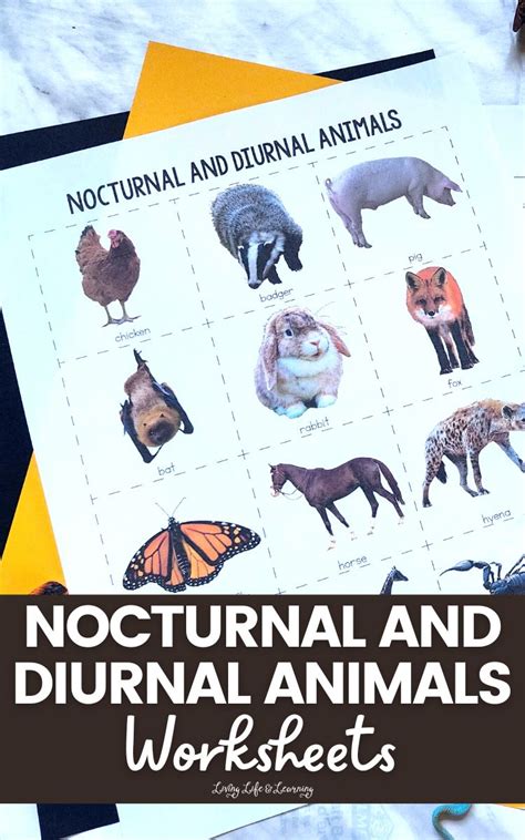 Nocturnal And Diurnal Animals Worksheets