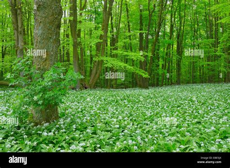 European Beech Forest Fagus Sylvatica With Ramson Allium Ursinum