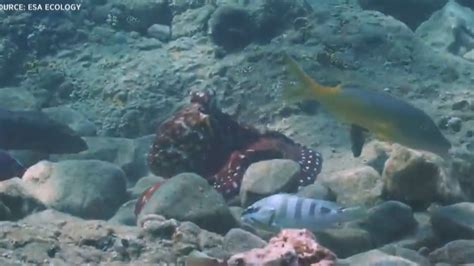 Ctv Your Morning Researchers Discover Bizarre Octopus Behaviour Of